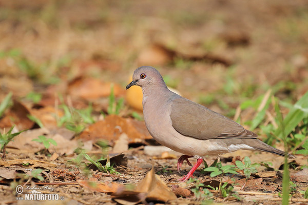 Bischofstaube (Geotrygon violacea)