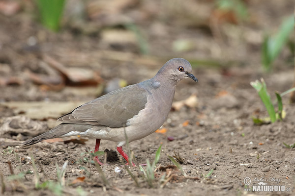 Bischofstaube (Geotrygon violacea)