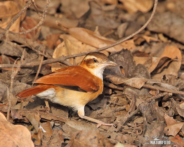 Blassfußtöpfer (Furnarius leucopus)