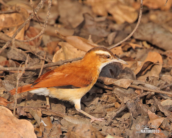 Blassfußtöpfer (Furnarius leucopus)