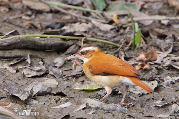 Blassfußtöpfer (Furnarius leucopus)