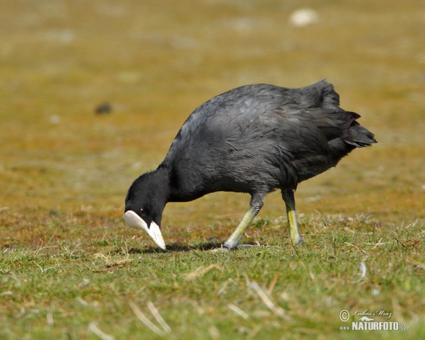 Blässhuhn (Fulica atra)