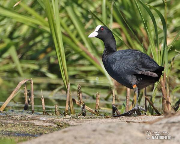 Blässhuhn (Fulica atra)