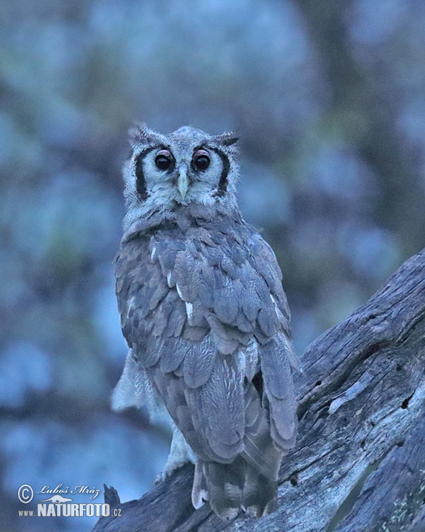 Blaßuhu (Bubo lacteus)