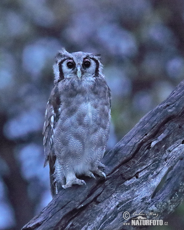 Blaßuhu (Bubo lacteus)