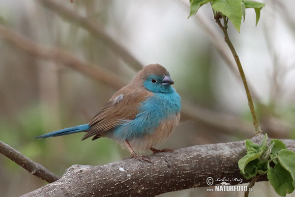 Blauastrild (Uraeginthus angolensis)