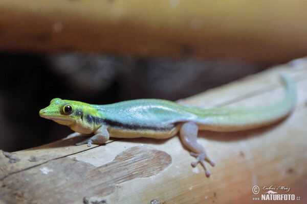 Blauer Bambus-taggecko (Phelsuma klemmeri)