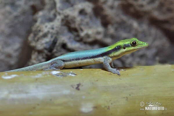 Blauer Bambus-taggecko (Phelsuma klemmeri)