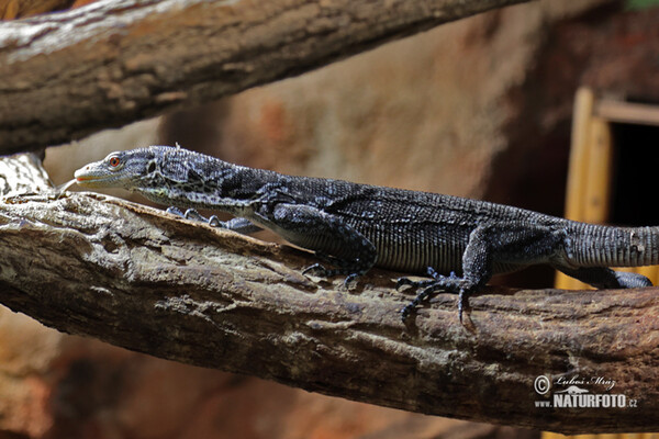 Blauer Baumwaran (Varanus macraei)