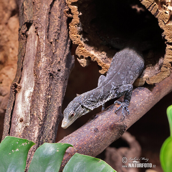 Blauer Baumwaran (Varanus macraei)