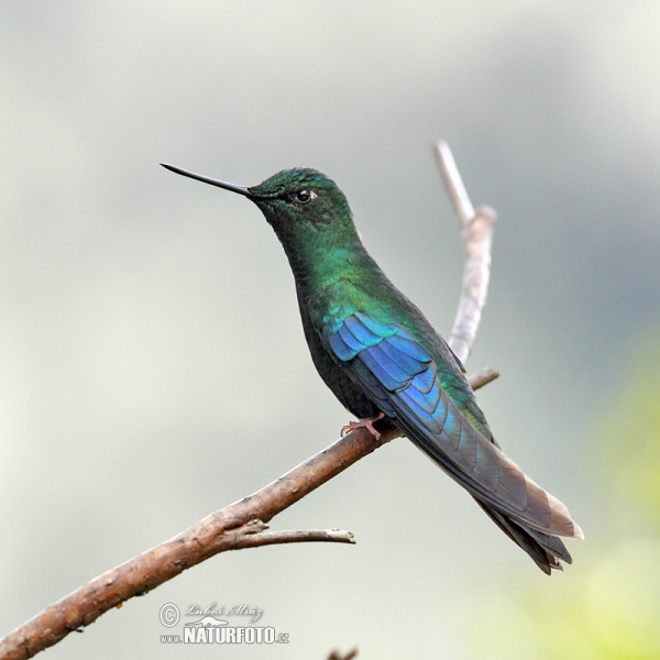 Blauflügelkolibri (Pterophanes cyanopterus)