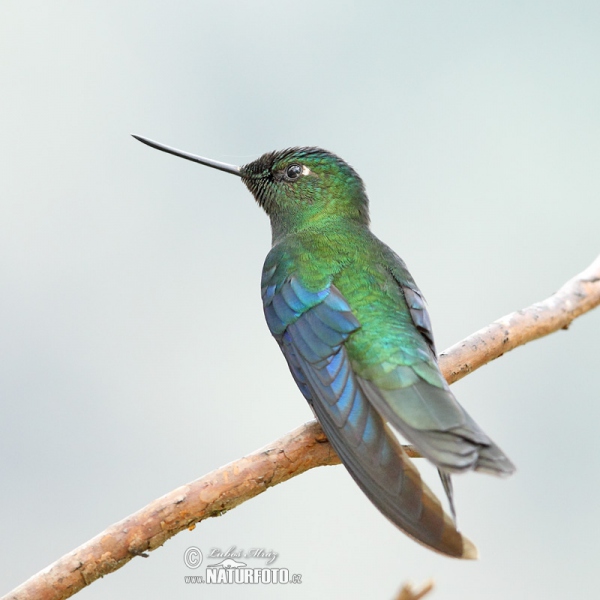 Blauflügelkolibri (Pterophanes cyanopterus)