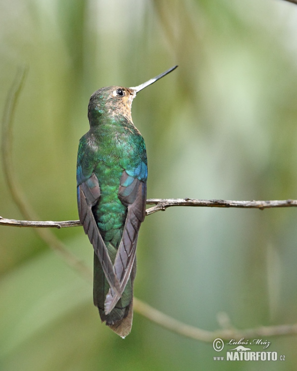 Blauflügelkolibri (Pterophanes cyanopterus)