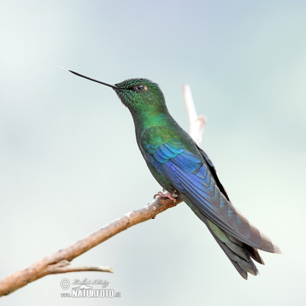 Blauflügelkolibri (Pterophanes cyanopterus)