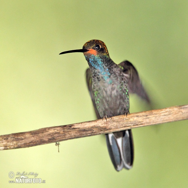 Blaukehl-Andenkolibri (Urochroa bougueri)