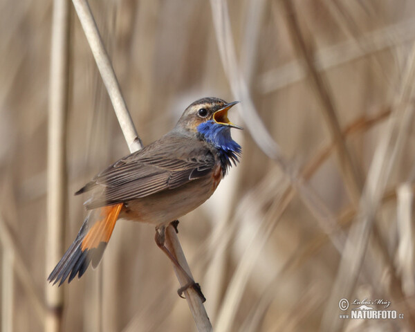 Blaukehlchen (Luscinia svecica)