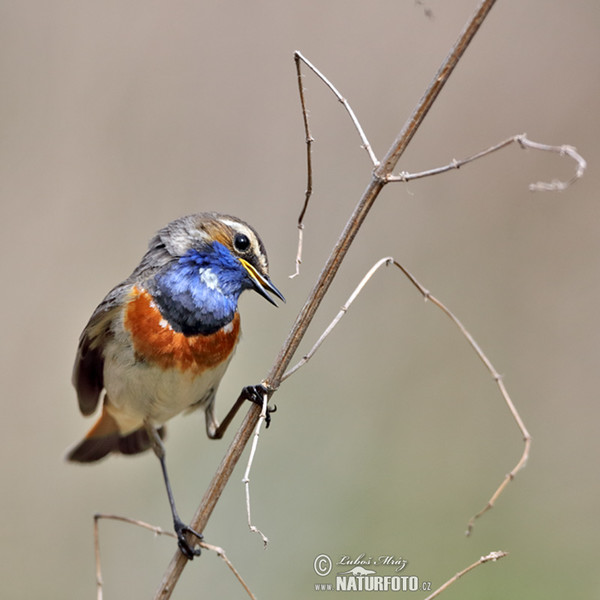 Blaukehlchen (Luscinia svecica)