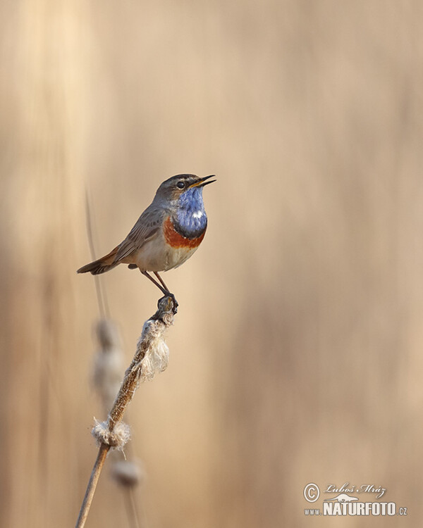 Blaukehlchen (Luscinia svecica)