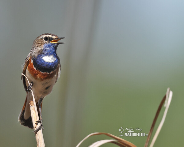 Blaukehlchen (Luscinia svecica)