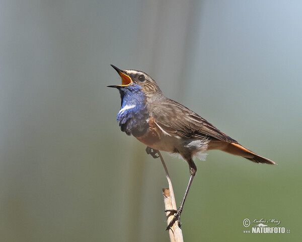 Blaukehlchen (Luscinia svecica)