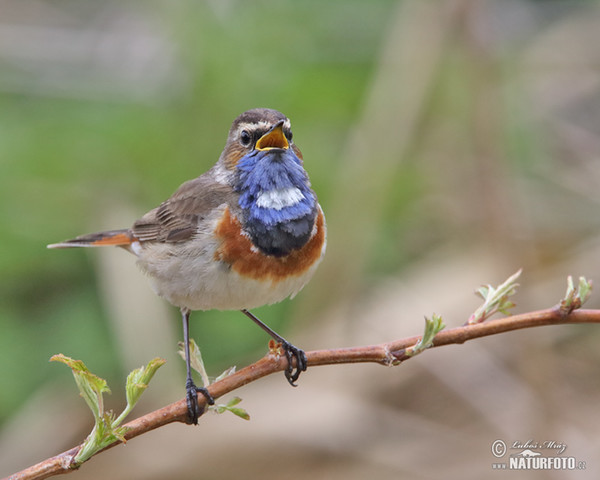 Blaukehlchen (Luscinia svecica)