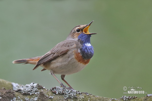 Blaukehlchen (Luscinia svecica)