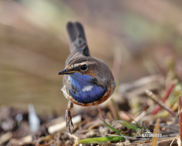 Blaukehlchen (Luscinia svecica)