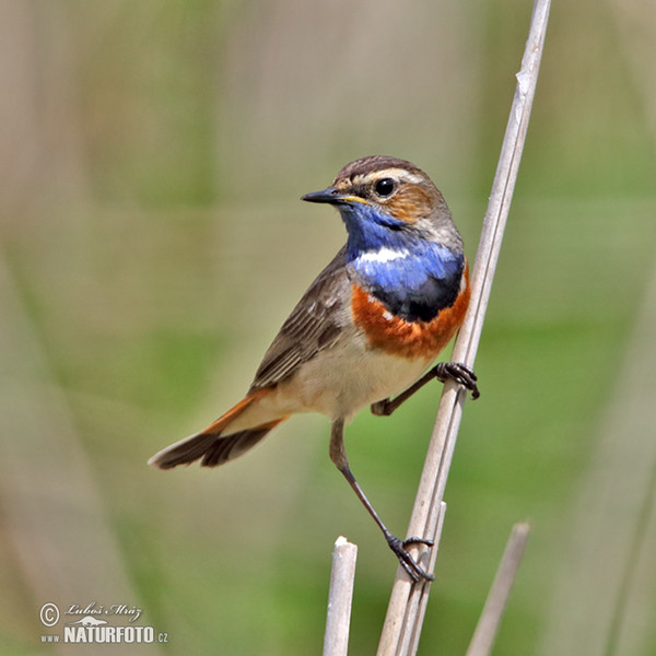 Blaukehlchen (Luscinia svecica)