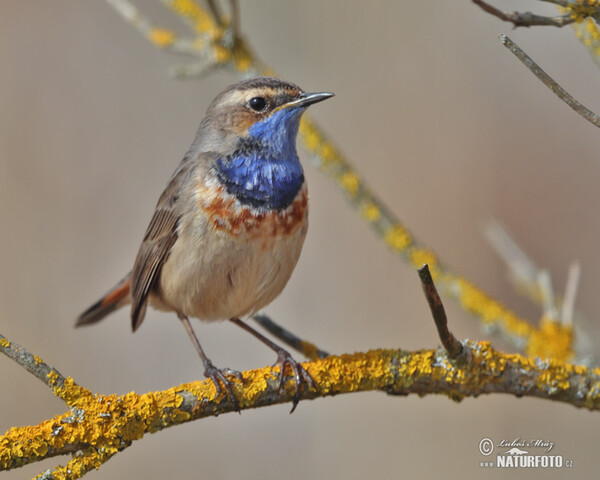 Blaukehlchen (Luscinia svecica)
