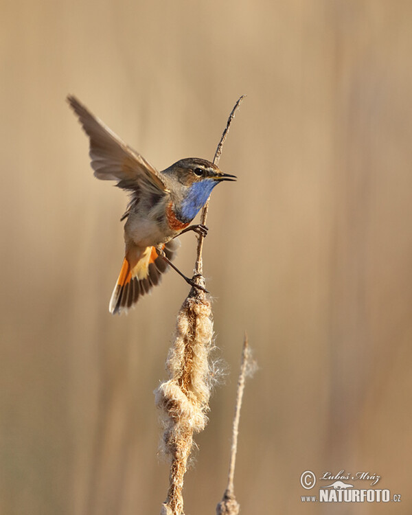 Blaukehlchen (Luscinia svecica)