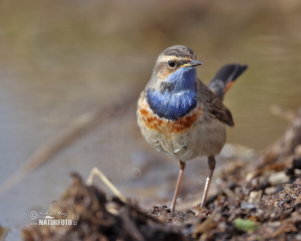 Blaukehlchen (Luscinia svecica)