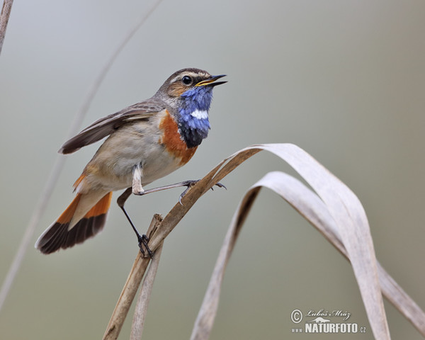 Blaukehlchen (Luscinia svecica)