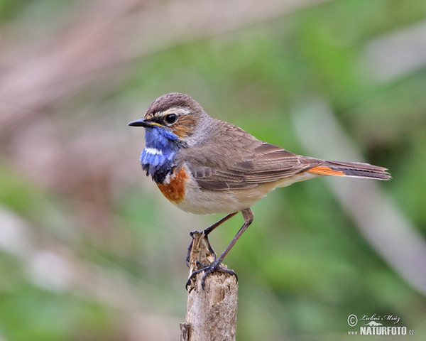 Blaukehlchen (Luscinia svecica)