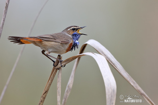 Blaukehlchen (Luscinia svecica)