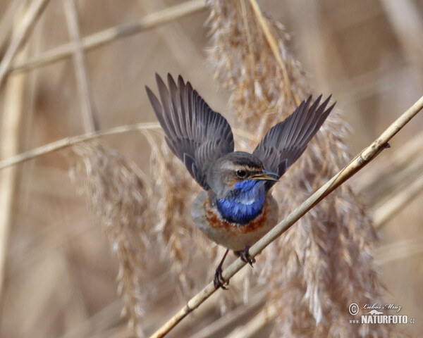 Blaukehlchen (Luscinia svecica)