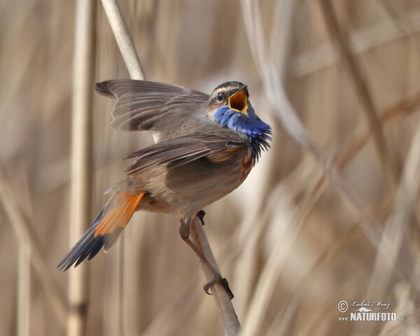 Blaukehlchen (Luscinia svecica)