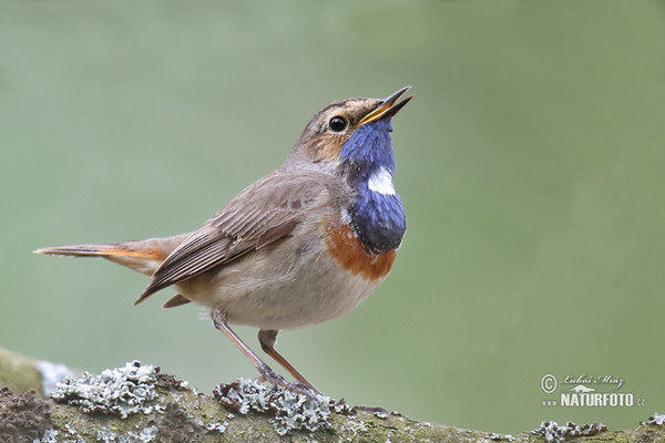 Blaukehlchen (Luscinia svecica)