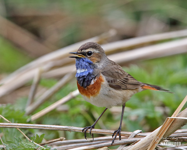 Blaukehlchen (Luscinia svecica)