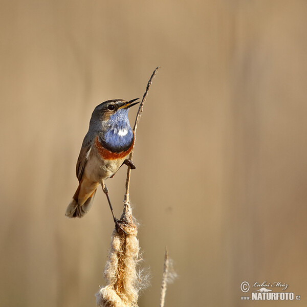 Blaukehlchen (Luscinia svecica)