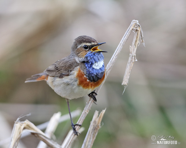 Blaukehlchen (Luscinia svecica)