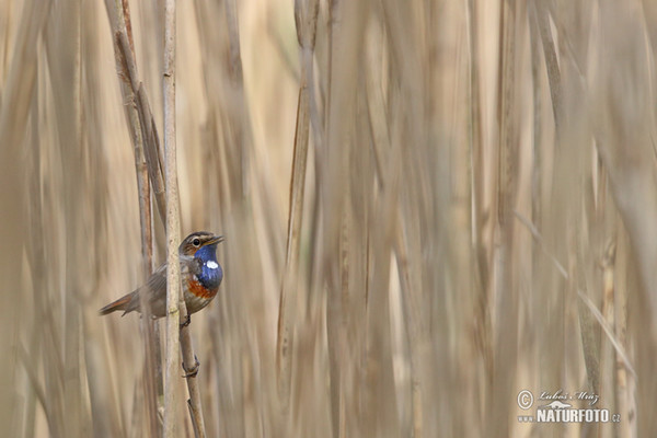 Blaukehlchen (Luscinia svecica)