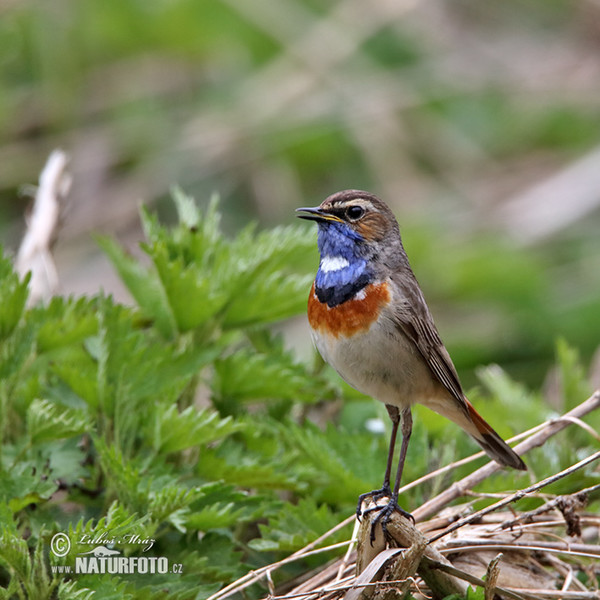 Blaukehlchen (Luscinia svecica)