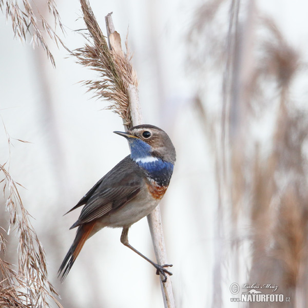 Blaukehlchen (Luscinia svecica)