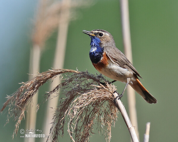 Blaukehlchen (Luscinia svecica)