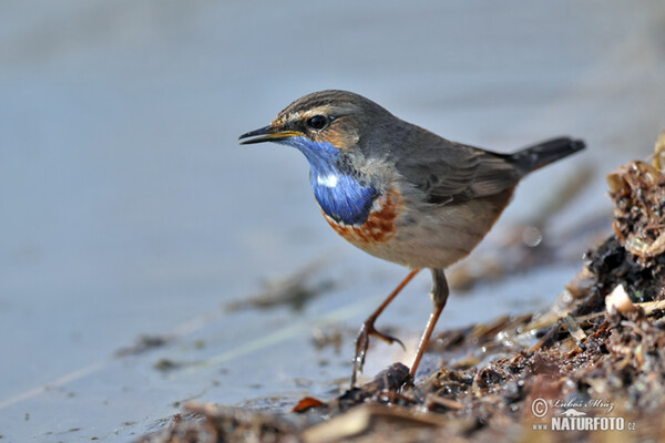 Blaukehlchen (Luscinia svecica)