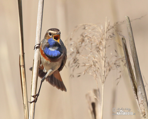 Blaukehlchen (Luscinia svecica)