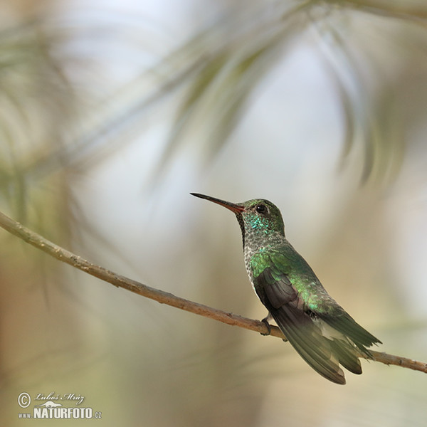 Blaukinn-Smaragdkolibri (Chlorestes notata)