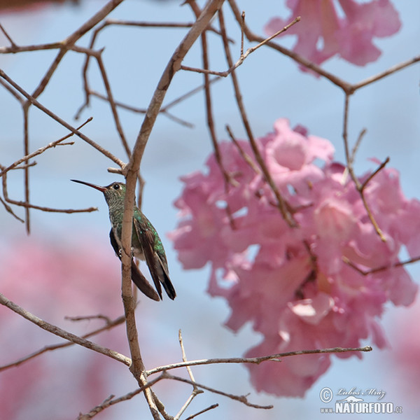 Blaukinn-Smaragdkolibri (Chlorestes notata)