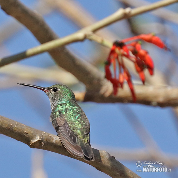 Blaukinn-Smaragdkolibri (Chlorestes notata)