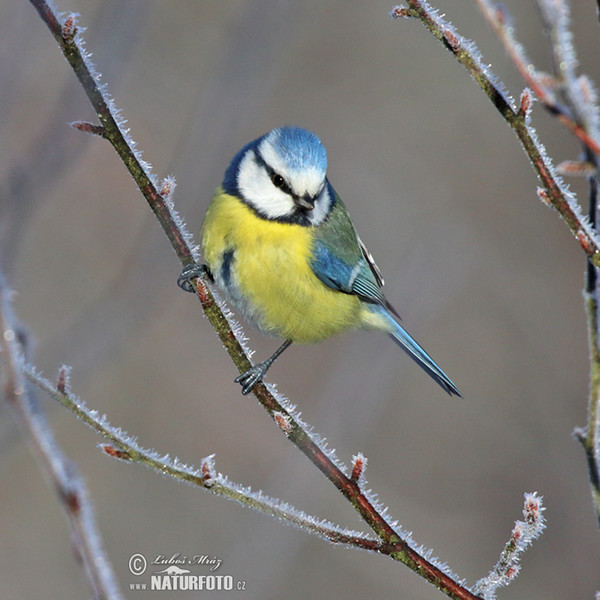 Blaumeise (Cyanistes caeruleus)